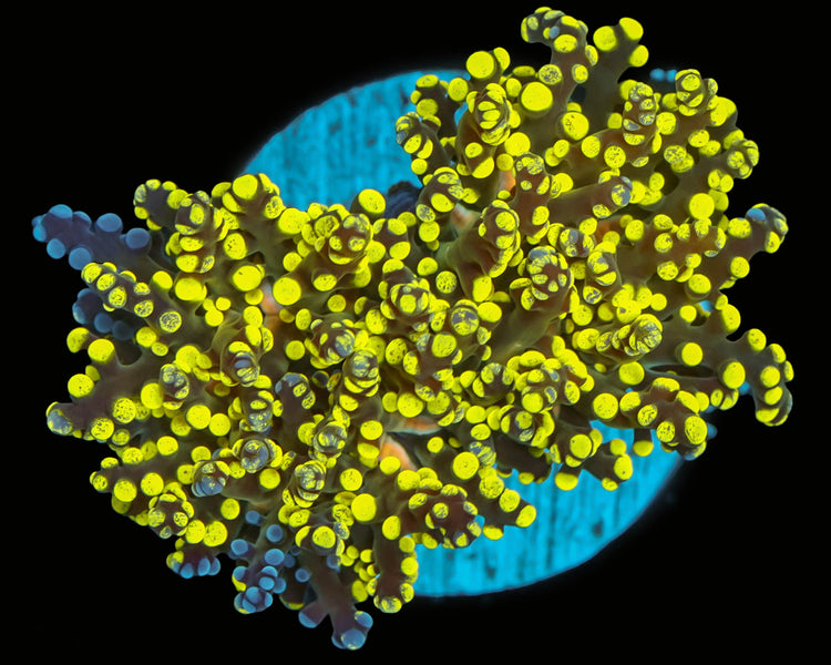 Bi Color Frogspawn