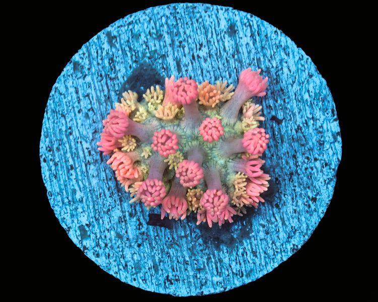 Rose Pedal Gonipora