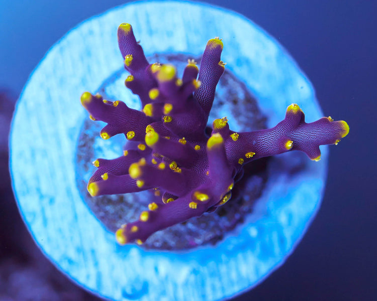 TC'S Little Red Ferrari