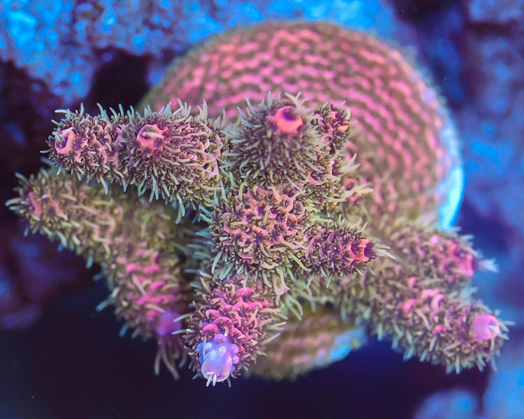 TC'S Tinsel Town Millie (CHUNKY)