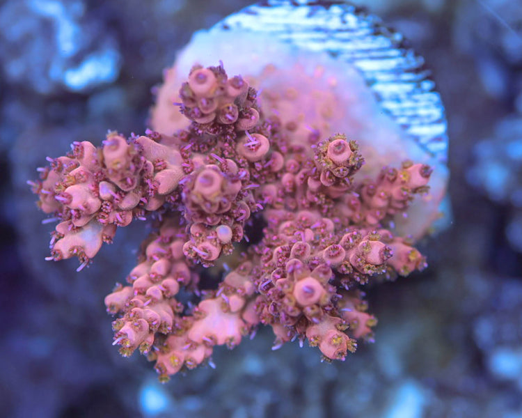 TC'C Pink Lemonade Acropora
