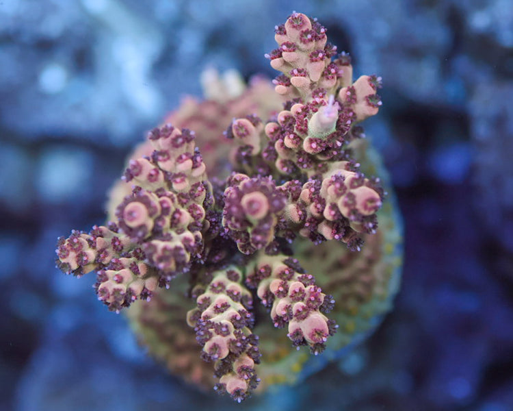 TC'S Bowser Acropora