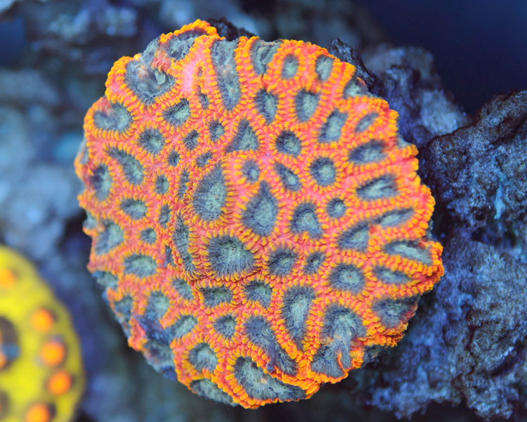 Yellow Submarine Favia (Chunky Colony)