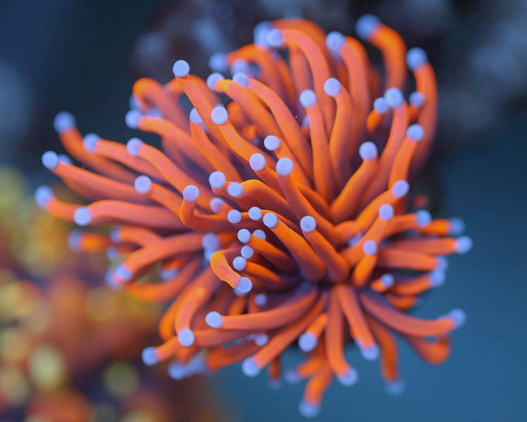 24k Torch Coral