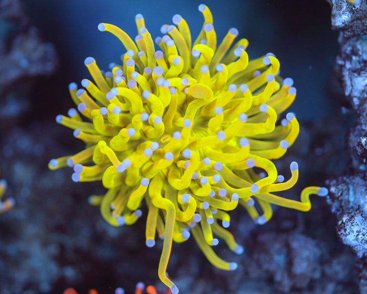 Joly Rancher (Variant) Torch Coral