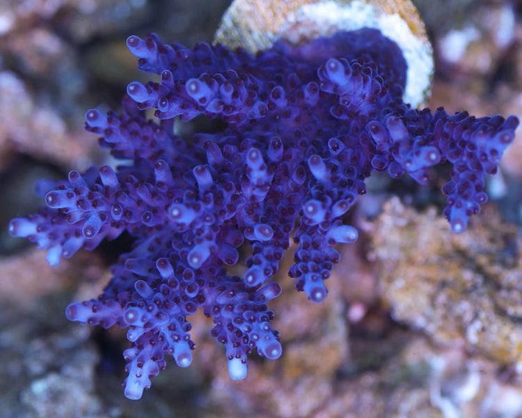 TC'S Purple Sexy Colony (Chunky Colony)