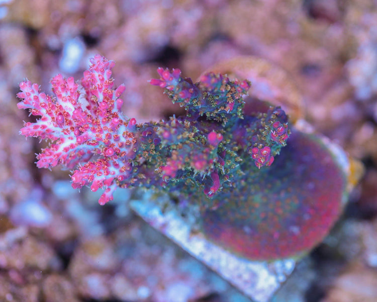 TC'S Confetti Colony
