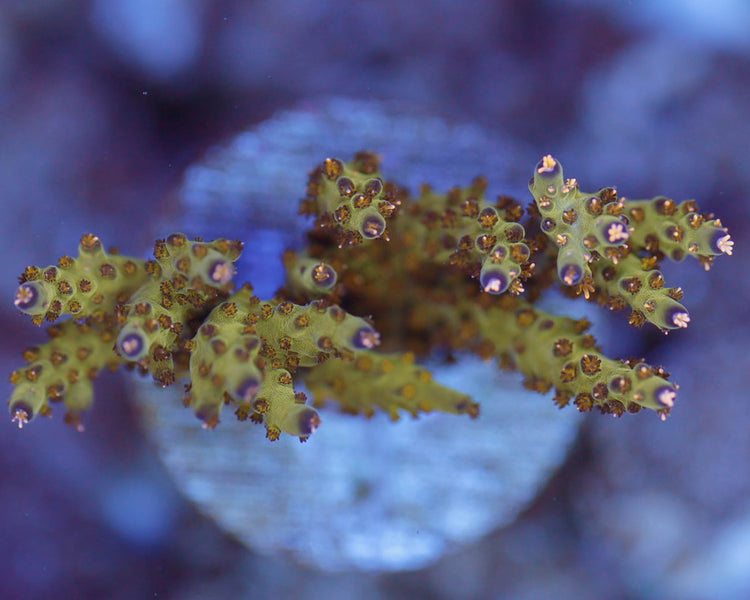 TC'S Northern Lights