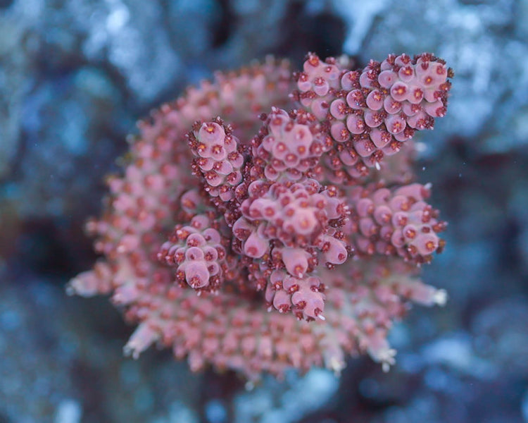 Very Berry Acropora