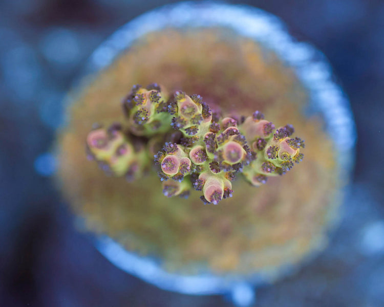 TC'S Kiwi Sherbert Acro