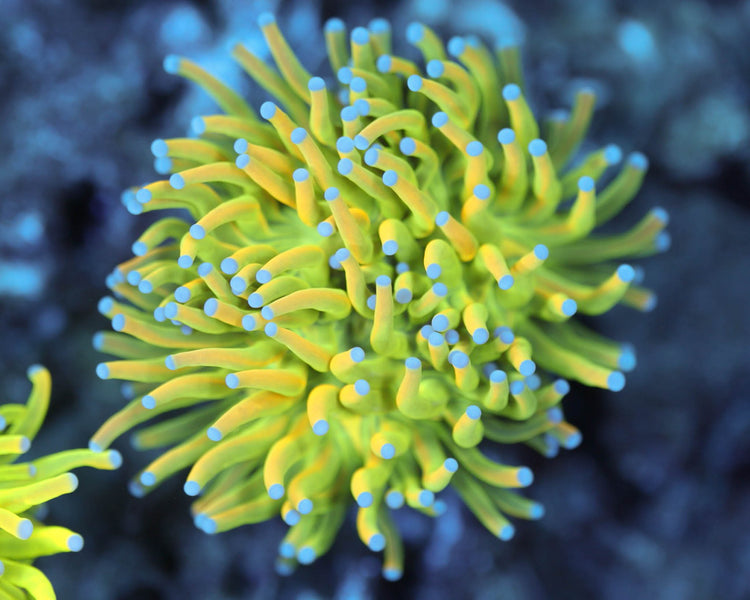 Holy Grail Torch Coral