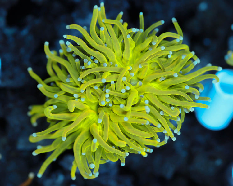 TC'S Prenup Torch (Aquacultured)
