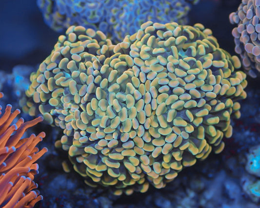 Armor of Gods Hammer (Colony)