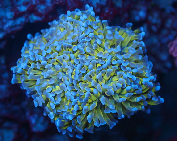 Bi Color Hammer (Mini Colony)