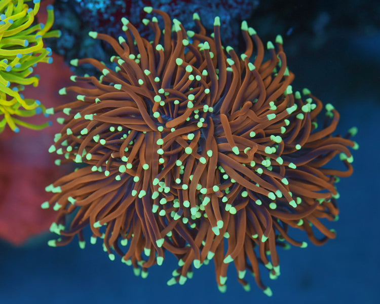 Indo Gold Torch (Colony)