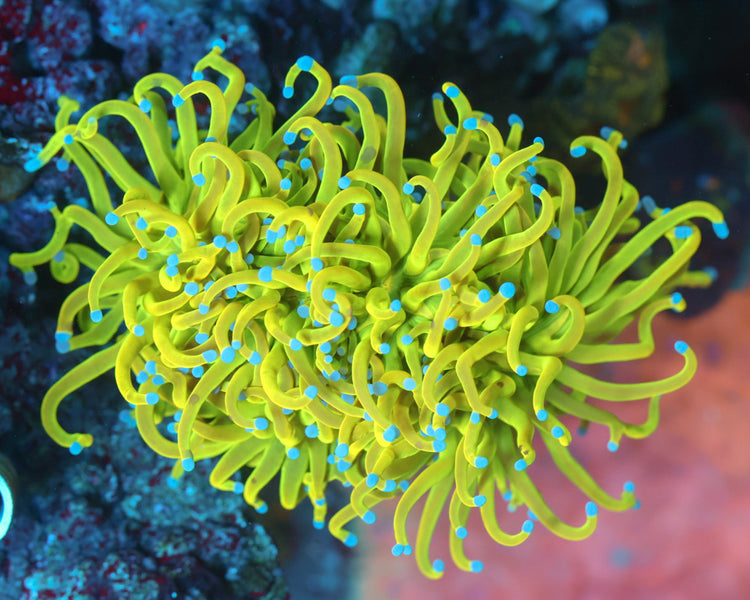 Holy Grail Torch (Colony)