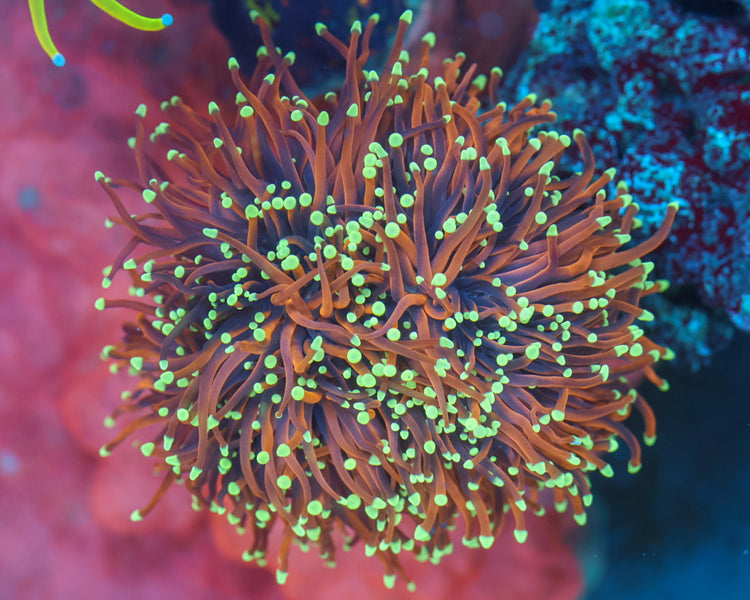 Indo Gold Torch Colony (Show Piece)