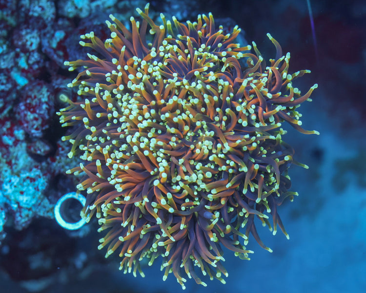 Indo Dragon Soul Torch (MASSIVE COLONY)