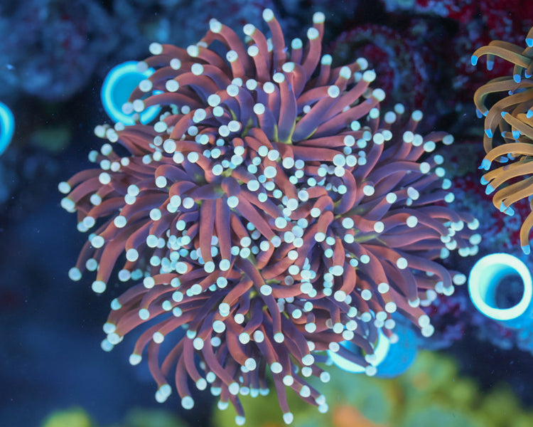Ultra Indo Torch (Mini Colony)