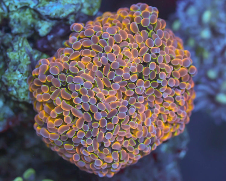 TC'S Inner Core Hammer (HOT Colony!!)