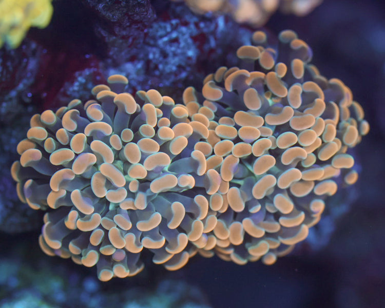 Ultra Indo Branching Hammer