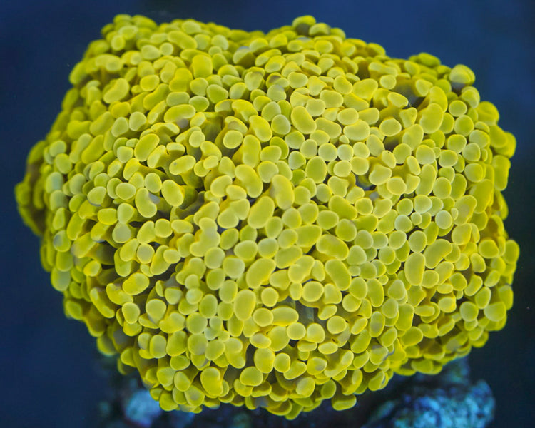 Goldy Locks Branching Hammer Colony
