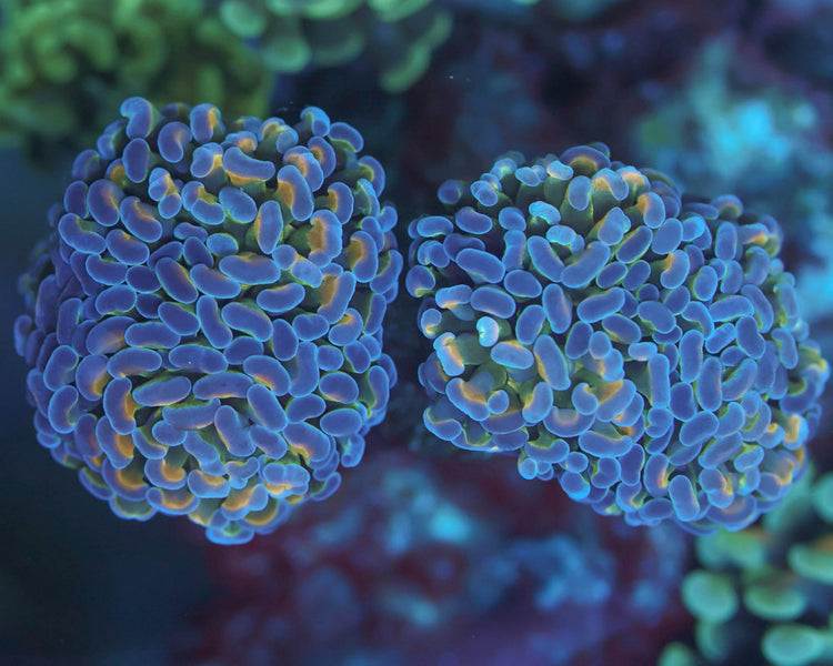 TC'S Laffy Taffy Hammer (HOT!!)