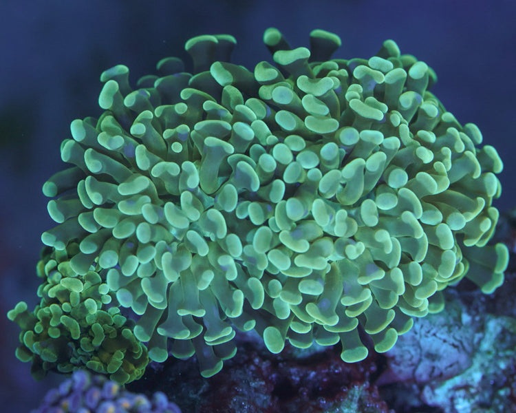 Minty Green Hammer (Mini Colony)