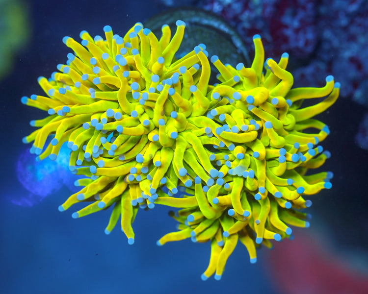 Holy Grail Torch (Show Piece)