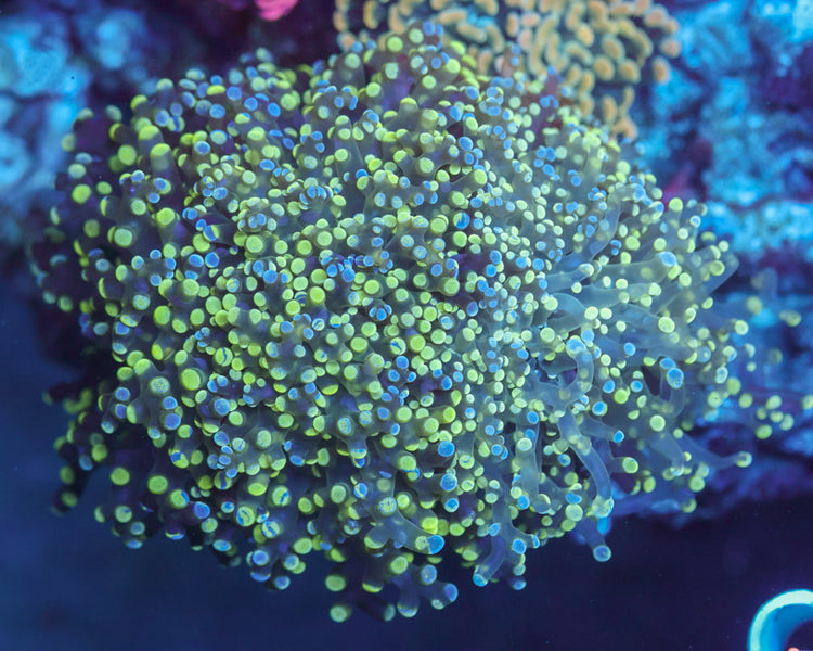 Bi Color Frogspawn Colony