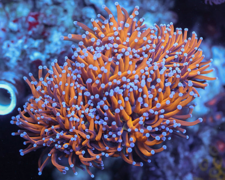 TC'S 24k Torch Colony