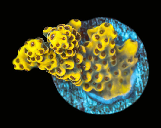 Yellow Jacket Acropora