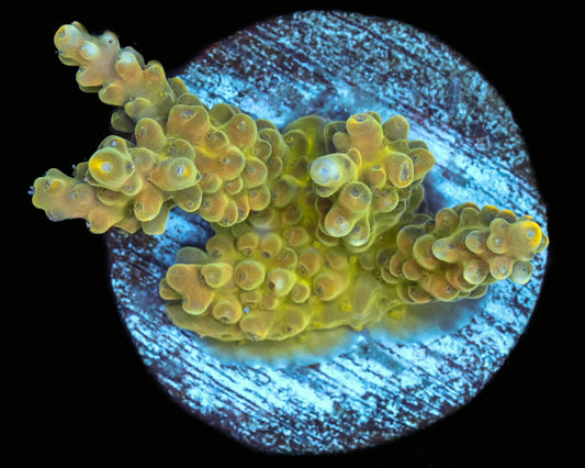 Candy Land Acropora