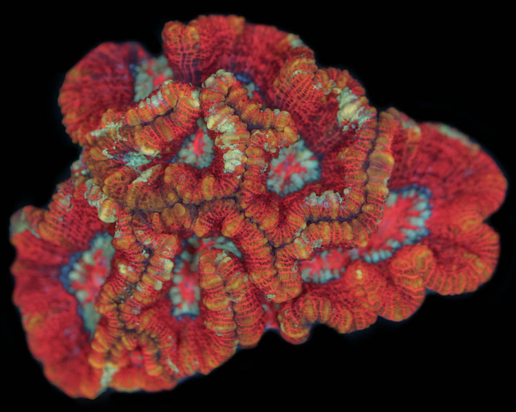 Ultra Wilsoni Coral