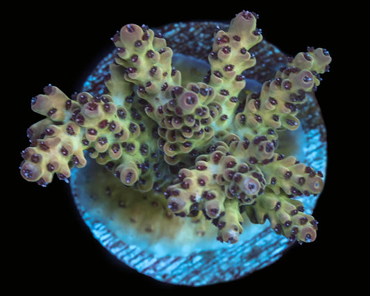 Grape Acropora