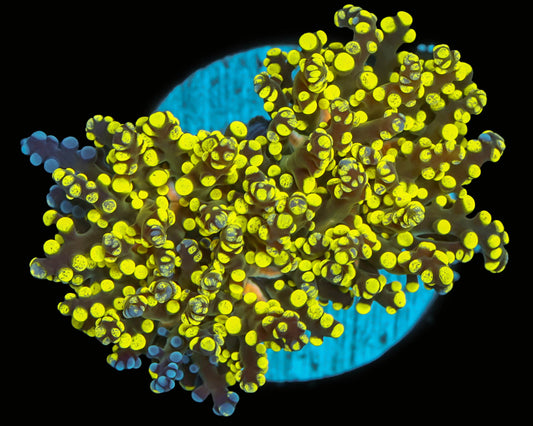Bi Color Frogspawn