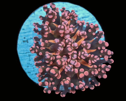 Indo Frogspawn