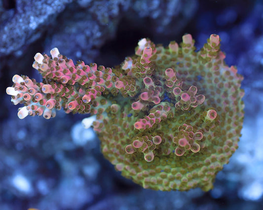 Bill Murray Acropora (Chunky)