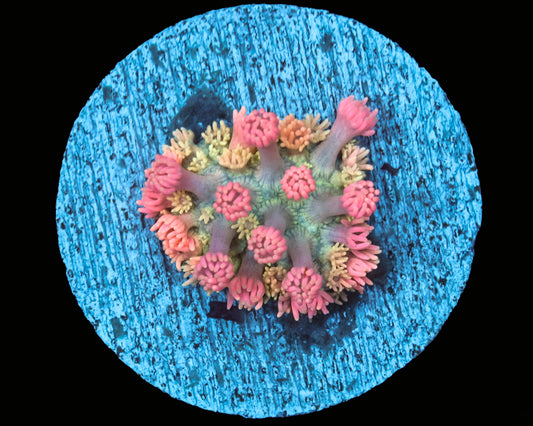 Rose Pedal Gonipora