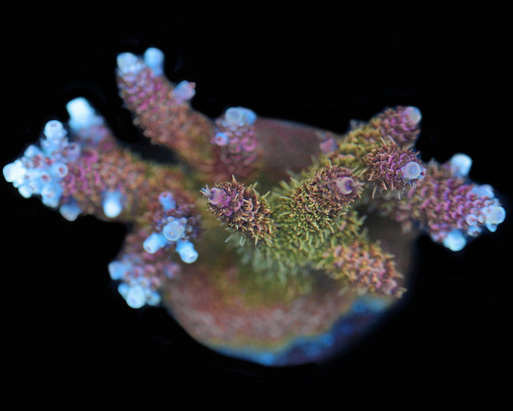 Very Berry Millepora (Chunky Mini Colony)