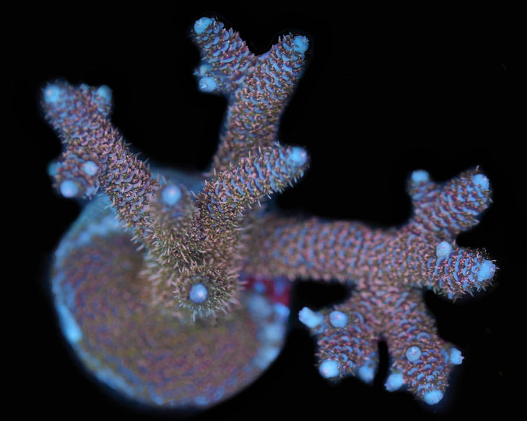 Refraction Millie (Chunky Frag)