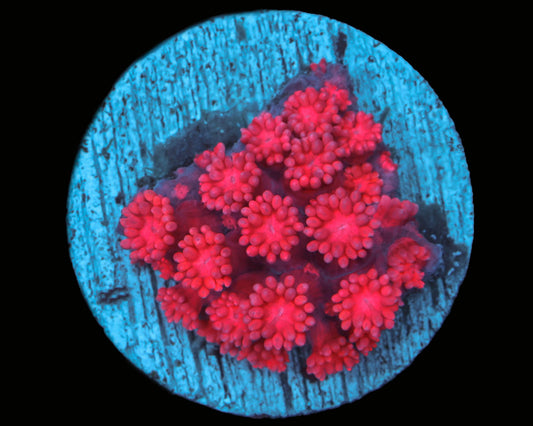 Red Goni