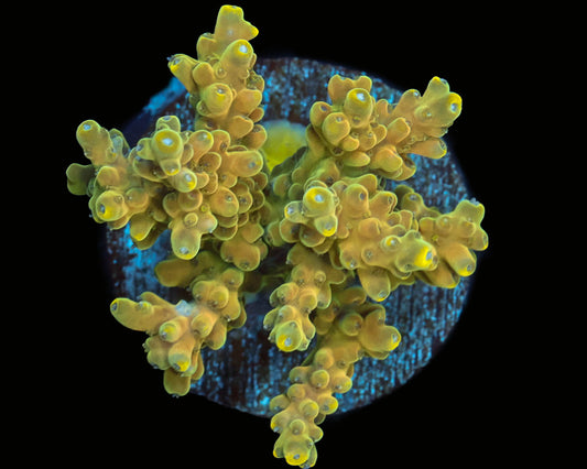 Candy Land Acropora
