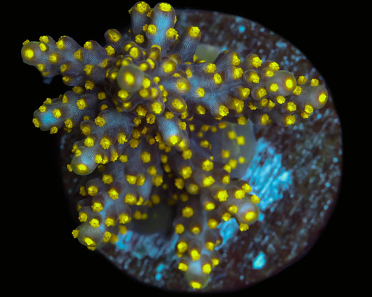 Garf Bonsai Acropora (Chunky)