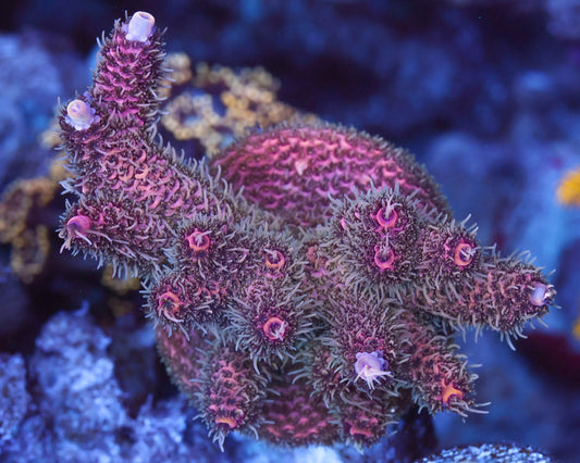 TC'S Pink Panther Millie (Mini Colony)