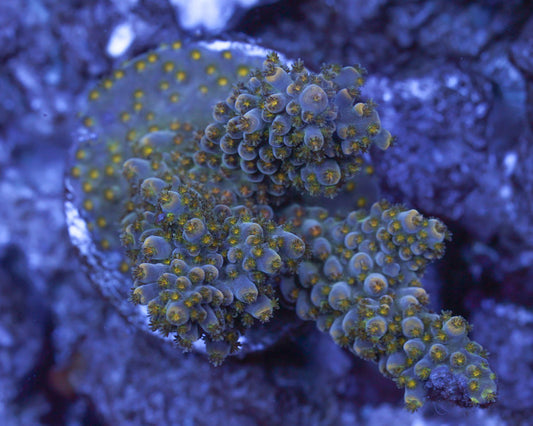 TC'S Milky Way Acropora