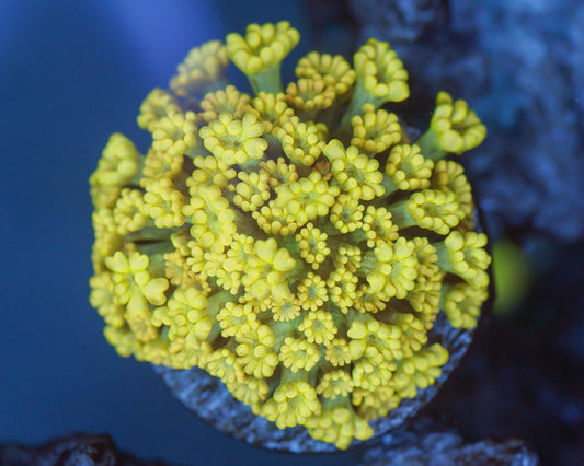 TC'S Lucky Charm Alveopora
