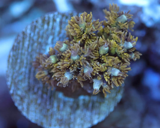 TC'S Shaggy Shrek Acropora