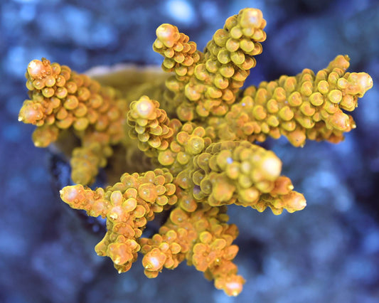 TC'S Goldy Locks Acropora