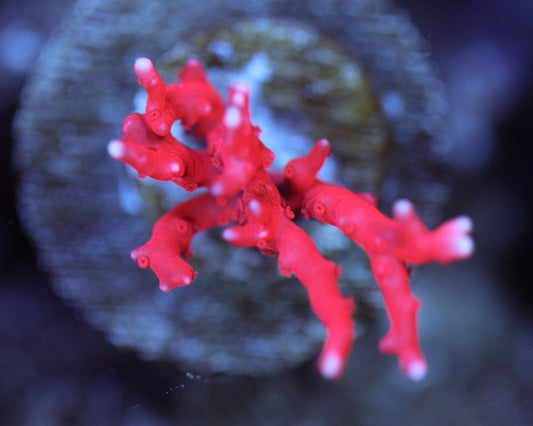 TC'S TNT Anacrapora